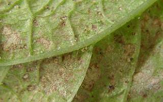 Как избавиться от паутинного клеща на огурцах