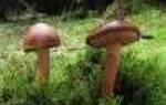 Съедобные маслята и их двойники как отличить ложные грибы