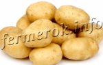 Лучшие представители раннего картофеля
