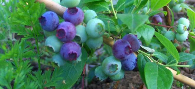 Как вырастить чернику лучшие советы по посадке и уходу