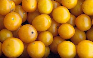 Сорта желтых томатов описания особенности посадки и ухода