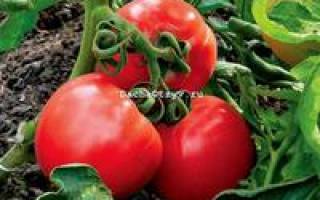 Отечественный сорт помидор король ранних
