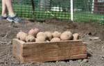 Как правильно посадить картофель под лопату