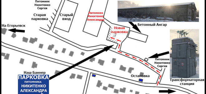 Все о сорте слив анна шпет