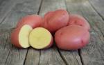 Сорт картофеля родриго характеристика агротехника выращивания
