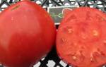 Особенности выращивания томатов сахарный бизон в теплицах