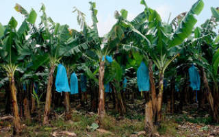 Азимина как вырастить банановое дерево в средней полосе