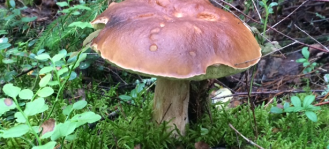 Как заготовить грузди на зиму сушка засолка заморозка