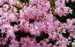 Садовый рододендрон выращивание в подмосковье и ленинградской области