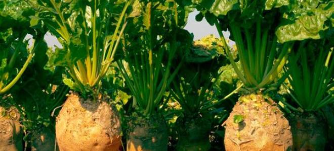 Как правильно сажать и ухаживать за кормовой свеклой