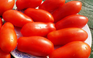 Как посадить и вырастить томат дамские пальчики