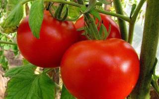 Описание и выращивание волгоградских томатов