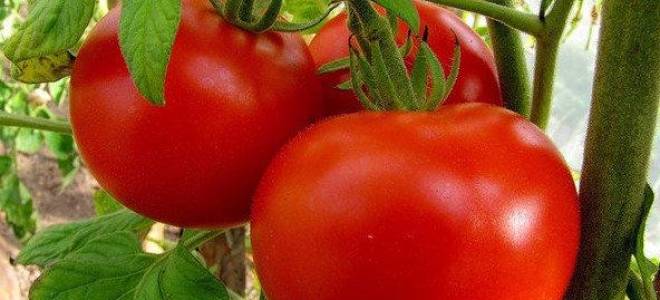 Описание и выращивание волгоградских томатов