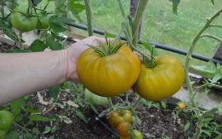 Сорт помидоров малахитовая шкатулка характеристика плюсы и минусы