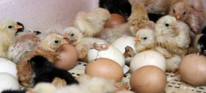 Как сделать инкубатор для яиц своими руками