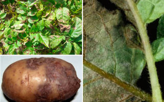 Как предотвратить и бороться с фитофторозом картофеля