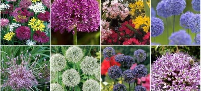 Лучшие виды и сорта декоративного лука