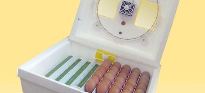 Обзор инкубатора для яиц квочка