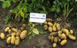 Картофель королева анна урожайный и устойчивый