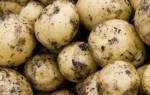 Хороший урожай картофель из семян реально ли это?