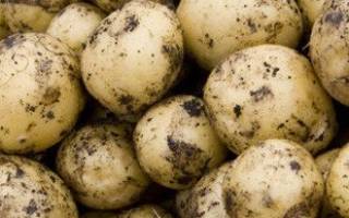 Хороший урожай картофель из семян реально ли это?