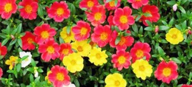 Портулак советы по посадке и уходу в открытом грунте