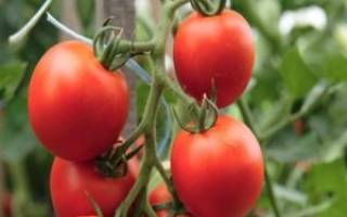 Как посадить и вырастить томат дамский угодник
