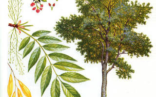 Виды дерева ясень подробное описание и фото