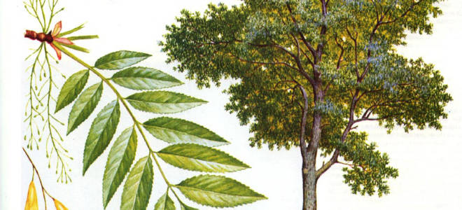 Виды дерева ясень подробное описание и фото