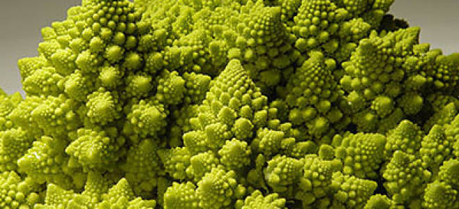 В чем польза и вред капусты романеско