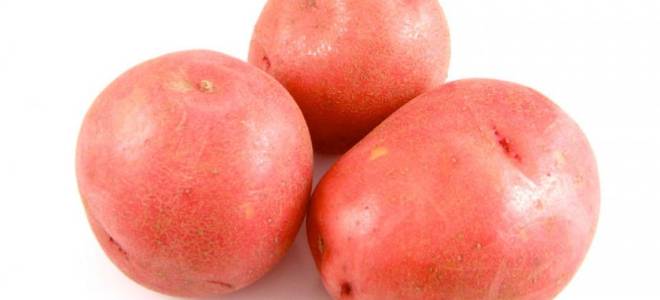 Сорт картофеля краса характеристика агротехника выращивания