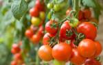 Лучшие сорта помидор устойчивые к фитофторозу