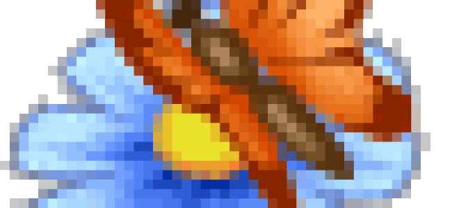 Посадка и уход за краснокоренником цеанотусом