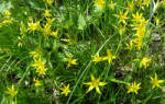Гусиный лук или желтый подснежник выращивания первоцвета на даче