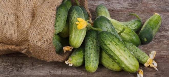 Какие сорта огурцов подойдут для выращивания на северо западе страны