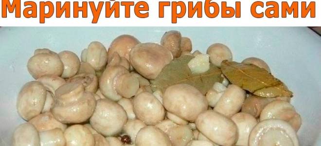 Особенности и советы по маринованию грибов