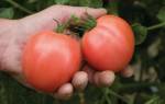 Неприхотливая селекционная новинка помидоры сорта торбей f1