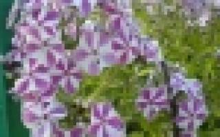 Все о пасынковании огурцов лучшие советы