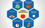 Преимущества и недостатки помидоров роза ветров особенности выращивания вкусных томатов