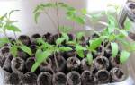 Как проращивать и как сажать семена томатов