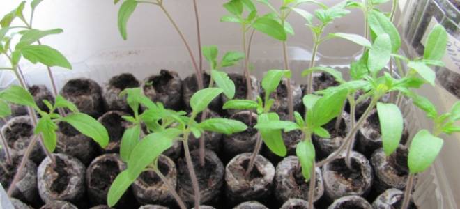 Как проращивать и как сажать семена томатов