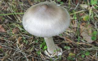 Особенности грибов толкачиков поплавков
