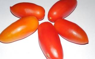 Высокая урожайность и отличный вид помидоры ниагара