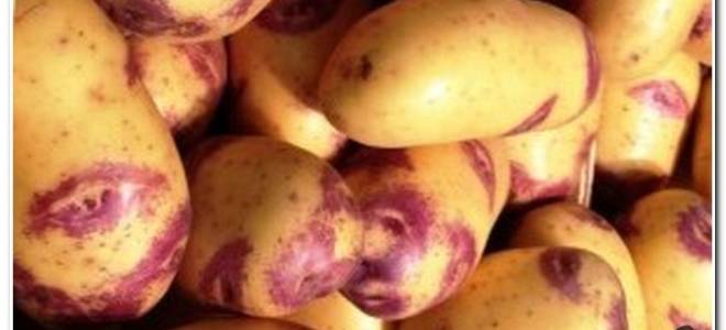 Картошка синеглазка характеристика агротехника выращивания
