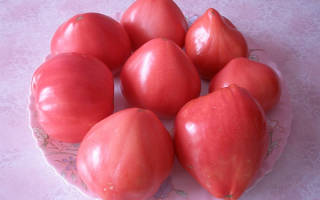 Особенности выращивания томата батяня посадка и уход за салатным помидором