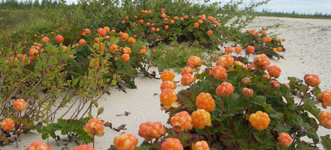 Применение морошки польза и вред для организма