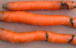 Эффективные методы борьбы с морковной мухой на грядке