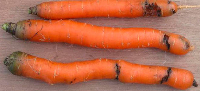 Эффективные методы борьбы с морковной мухой на грядке