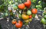 Особенности выращивания томата дубрава на дачном участке