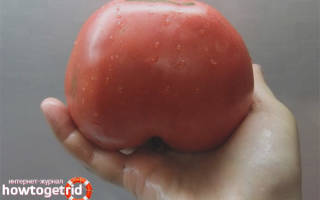 Как посадить и вырастить томат ленинградский гигант